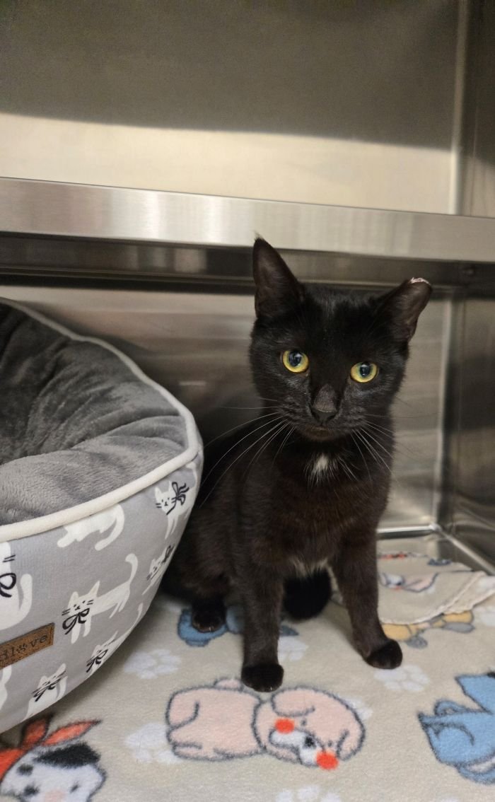 DAISY - Domestic Short Hair available for adoption