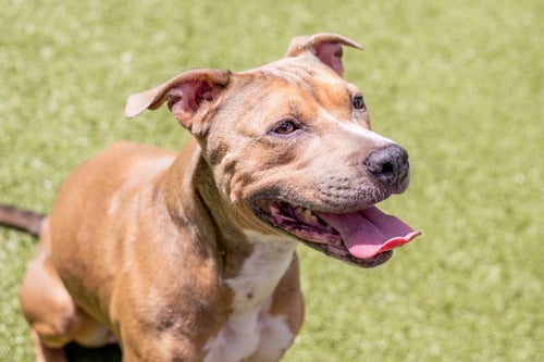 GUAPA - Terrier available for adoption
