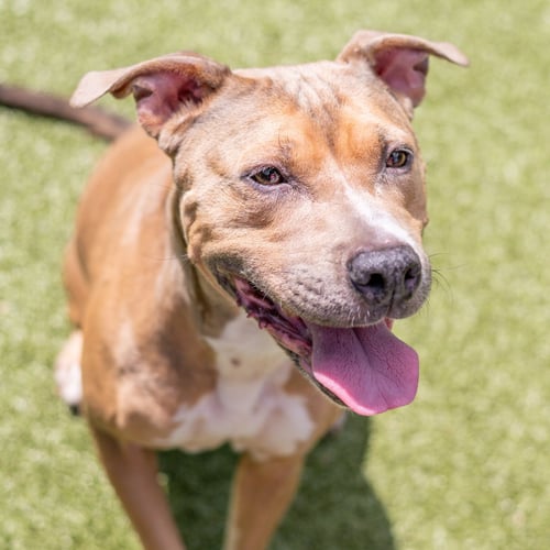 GUAPA - Terrier available for adoption
