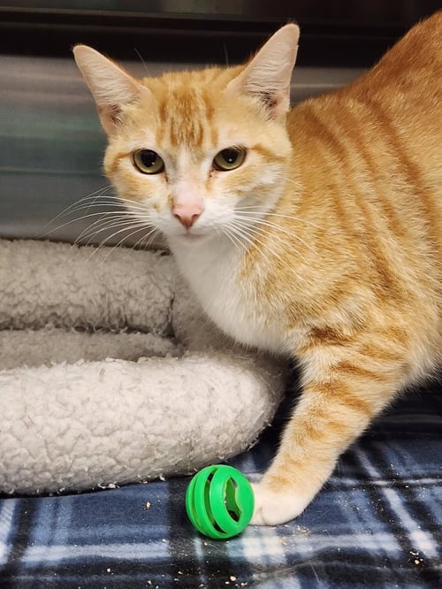 CHICAGO - Domestic Short Hair available for adoption