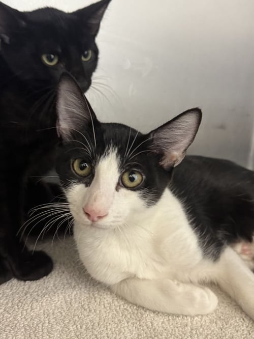GANDALF - Domestic Short Hair available for adoption