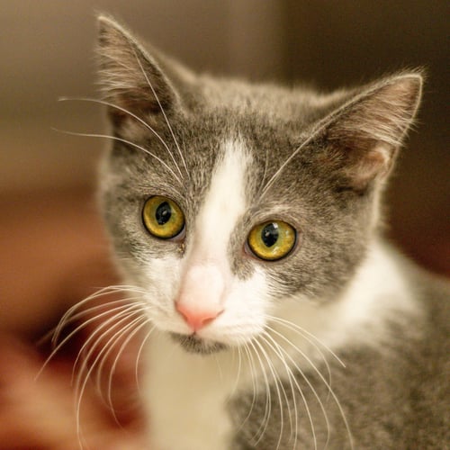 ROLLER COASTER - Domestic Short Hair available for adoption