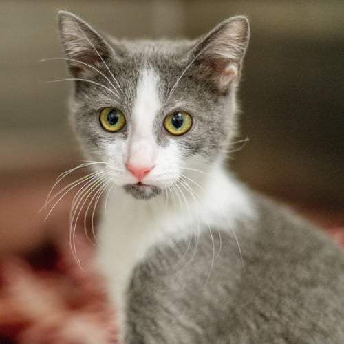 ROLLER COASTER - Domestic Short Hair available for adoption