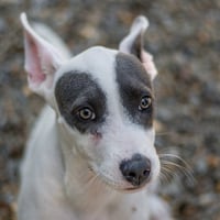 Billy - Photo 2