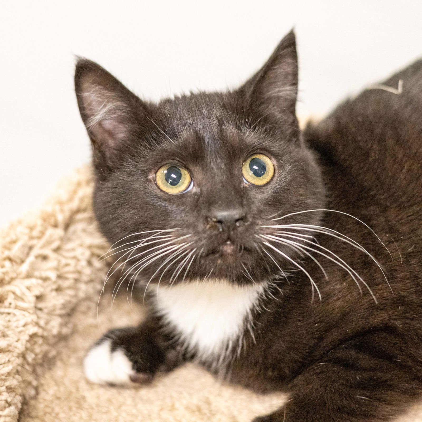 JUANITA - Domestic Short Hair available for adoption