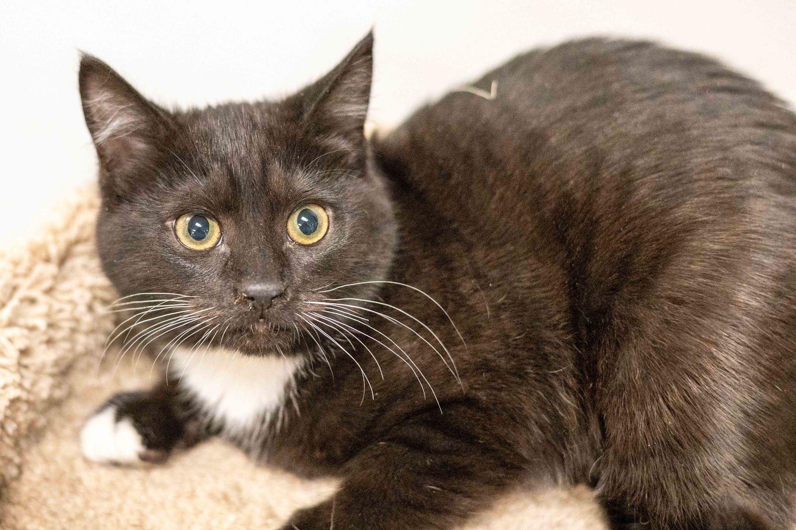 JUANITA - Domestic Short Hair available for adoption