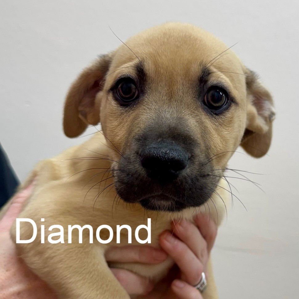 DIAMOND - Shepherd available for adoption