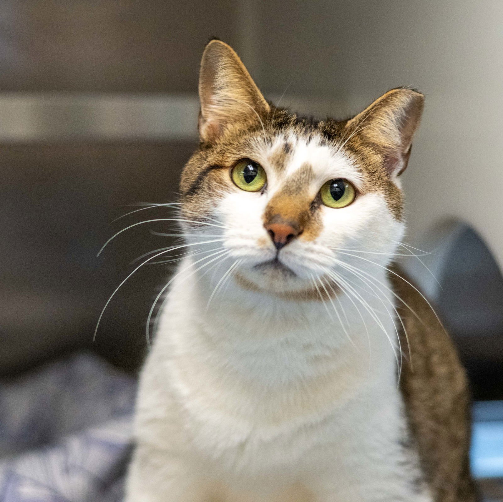 JAYDEN - Domestic Short Hair available for adoption