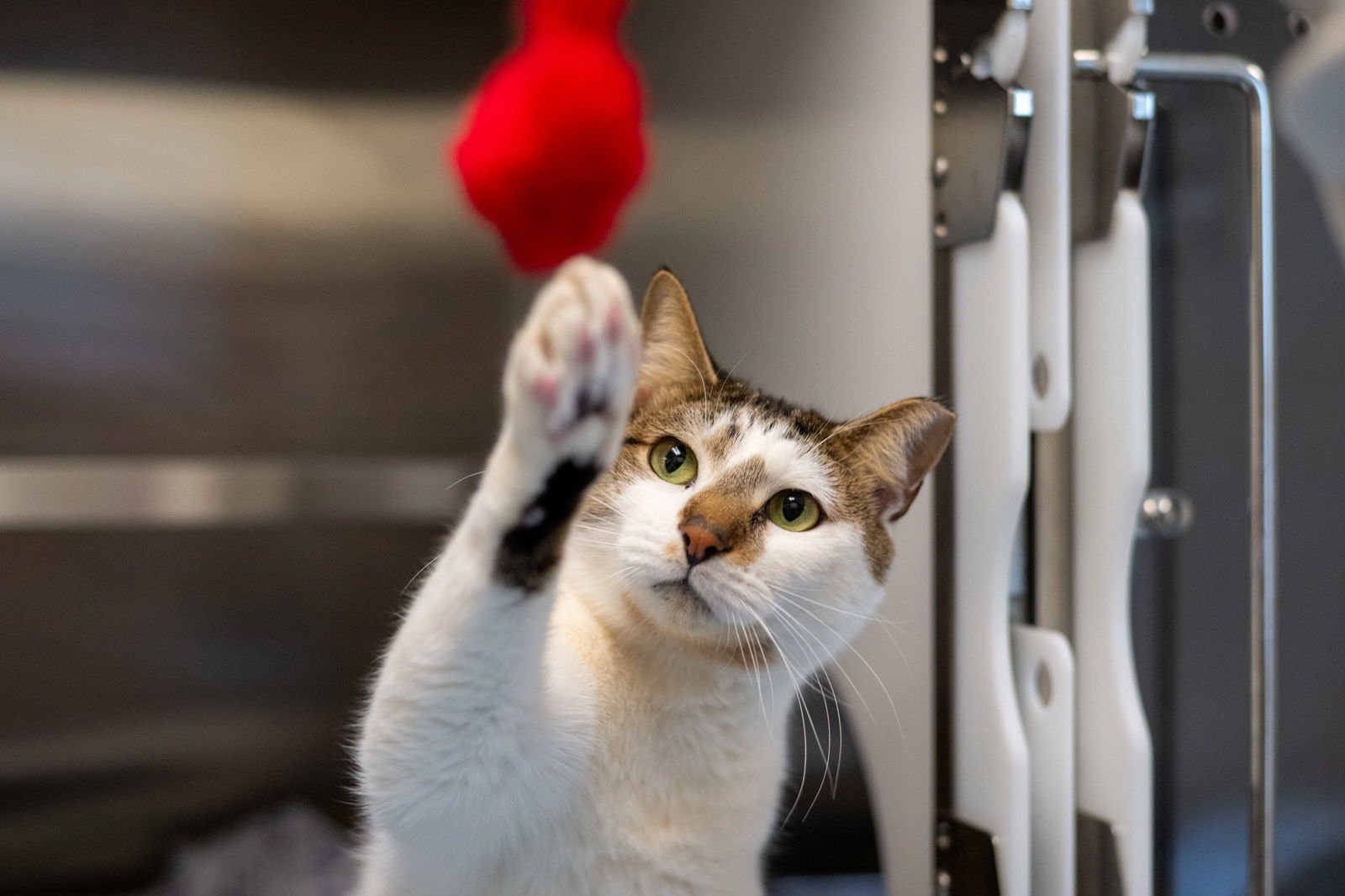 JAYDEN - Domestic Short Hair available for adoption