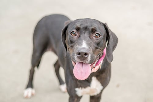 KATHERINE - Labrador Retriever available for adoption