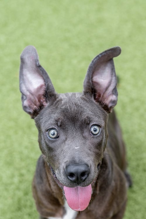 SONNET - Terrier available for adoption