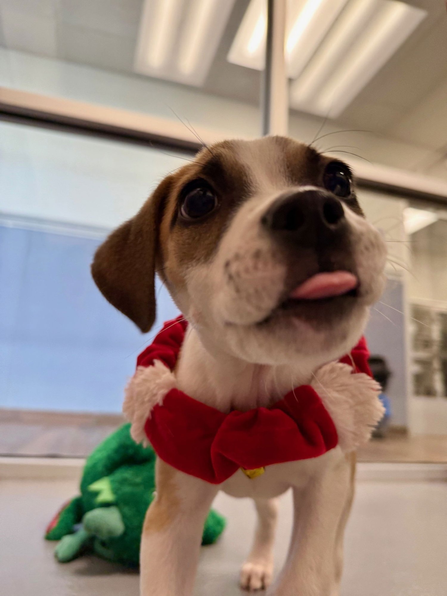 CUPID - Shepherd available for adoption