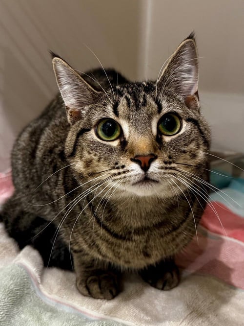 CHEVRON - Domestic Short Hair available for adoption