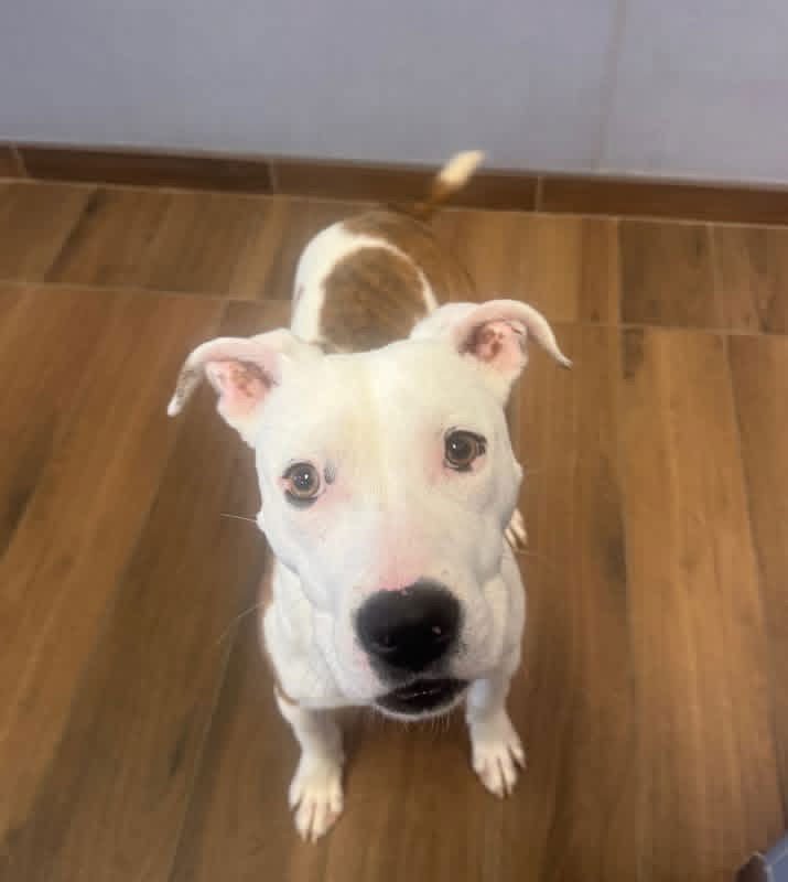 DIESEL - Terrier available for adoption