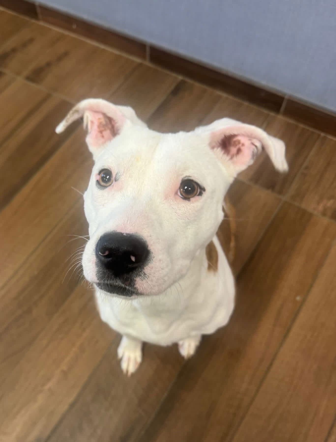 DIESEL - Terrier available for adoption