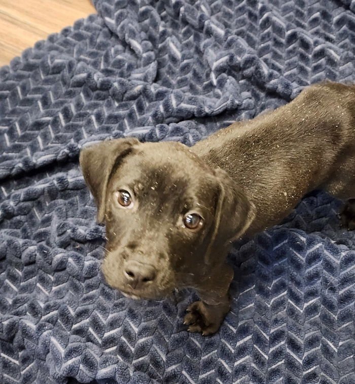 COMET - Labrador Retriever available for adoption