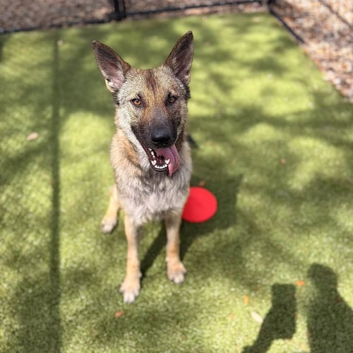 MAYA - Shepherd available for adoption