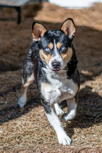 Nubbi - Photo 4