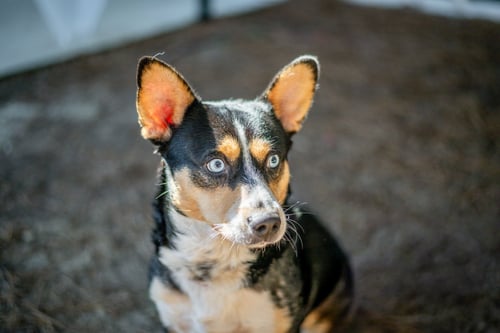 NUBBI - Corgi available for adoption