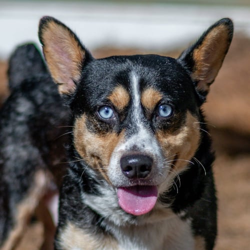 NUBBI - Corgi available for adoption