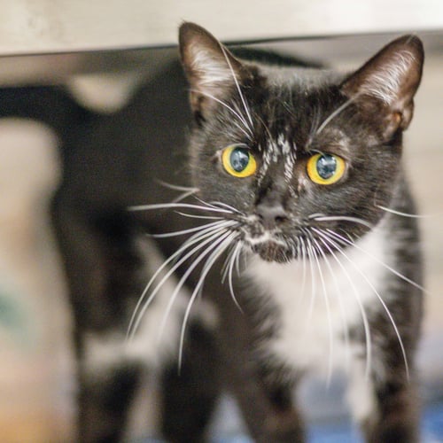 GOT MILK - Domestic Short Hair available for adoption