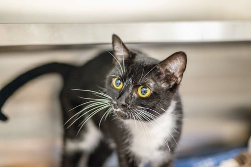 GOT MILK - Domestic Short Hair available for adoption