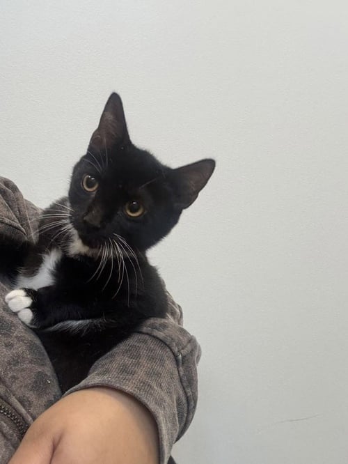 DARLA - Domestic Short Hair available for adoption