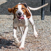 Pippa - Photo 2