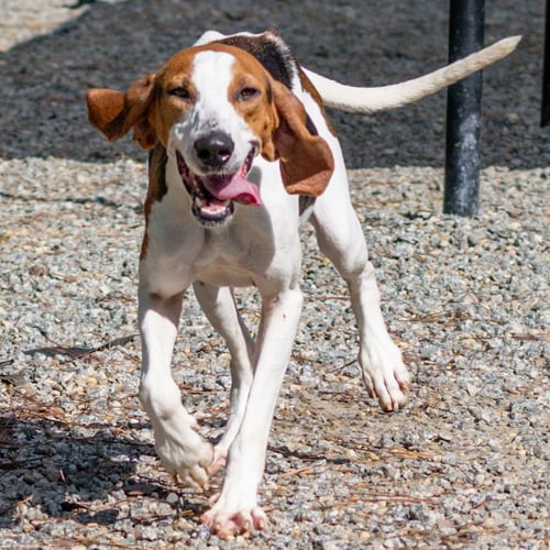 PIPPA - Hound available for adoption