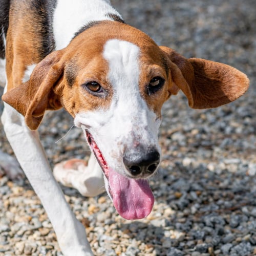 PIPPA - Hound for adoption in Savannah