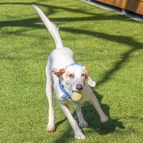 DONALD - Hound available for adoption