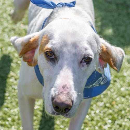 DONALD - Hound for adoption in Savannah