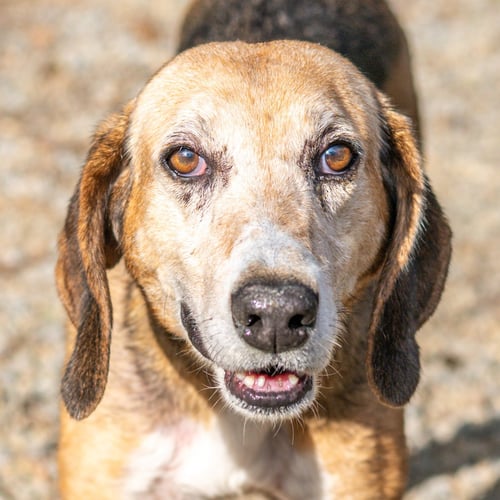 BEATRICE - Hound available for adoption