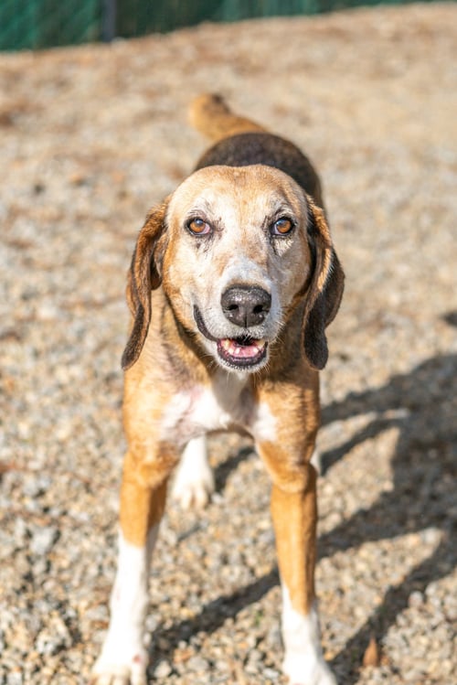 BEATRICE - Hound available for adoption