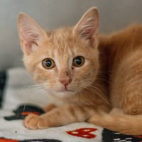 Freya - Photo 1