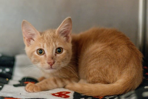 FREYA - Domestic Short Hair available for adoption