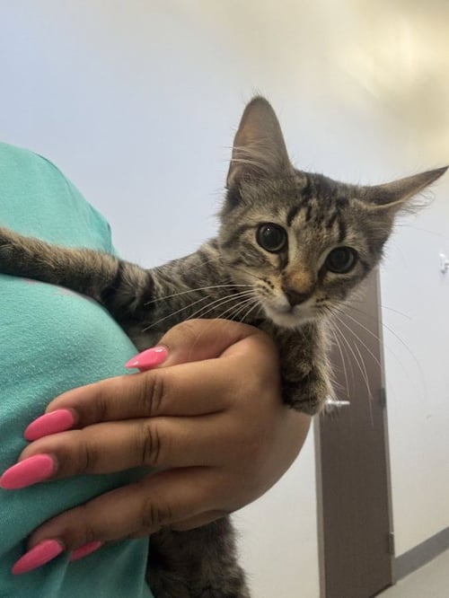 CALYPSO - Domestic Short Hair available for adoption