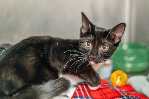 LEVI - Domestic Short Hair available for adoption