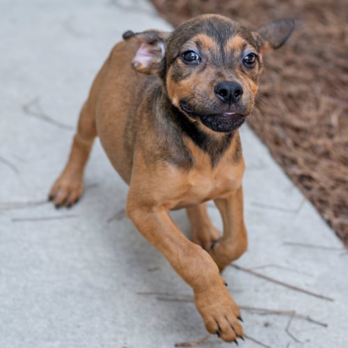 BEAN - Terrier available for adoption