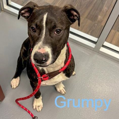 GRUMPY - Labrador Retriever / Terrier available for adoption