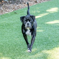 Chico - Photo 2