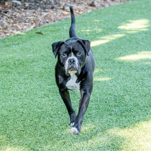 CHICO - Terrier available for adoption