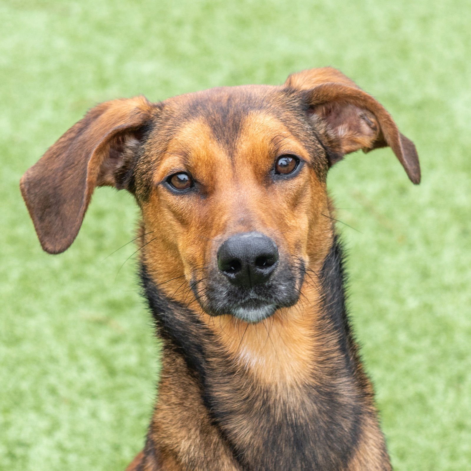 RED - Hound available for adoption