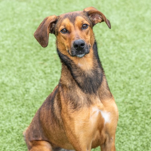 RED - Hound available for adoption