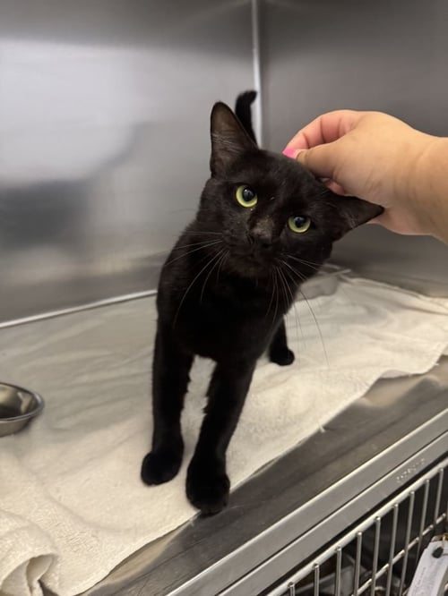 FERNANDO - Domestic Short Hair available for adoption