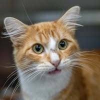 Fanta - Photo 3