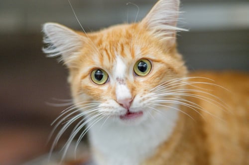 FANTA - Domestic Medium Hair available for adoption