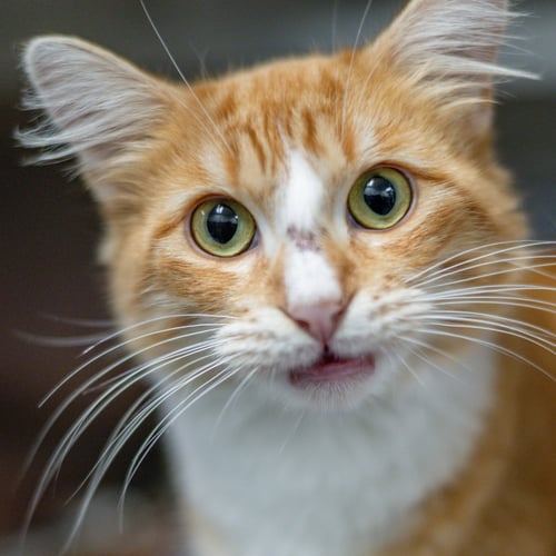 FANTA - Domestic Medium Hair available for adoption