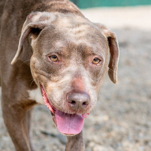 HAZEL - Labrador Retriever available for adoption
