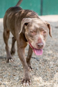 Hazel - Photo 4